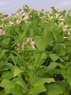 Растение Nicotiana tabacum